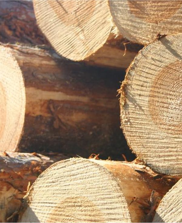 Lidowood - nhà cung cấp gỗ nhập khẩu cao cấp toàn quốc