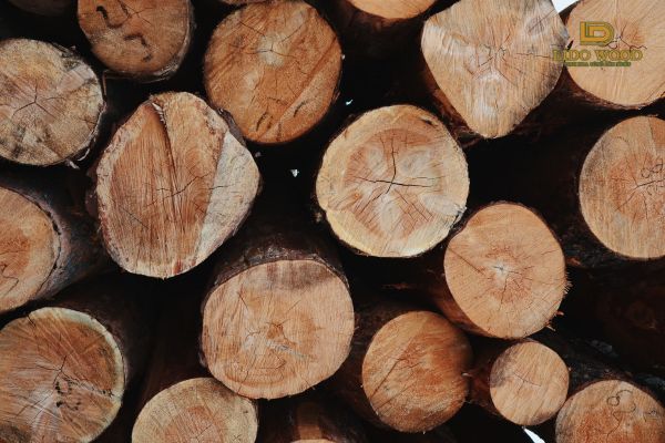 Thực trạng của gỗ nhập khẩu