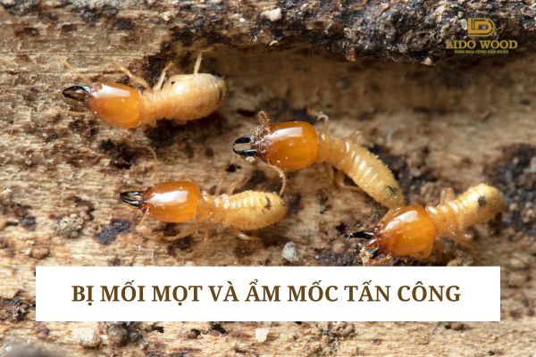 Bị mối mọt và ẩm mốc tấn công
