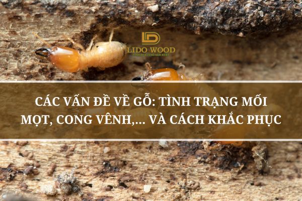 Các Vấn Đề Về Gỗ: Tình Trạng Mối Mọt, Cong Vênh,... Và Cách Khắc Phục