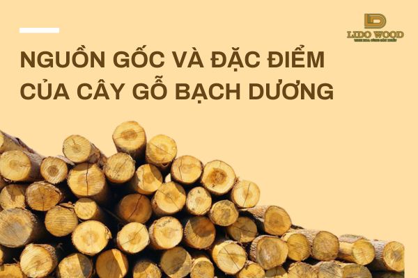 Nguồn Gốc và Đặc Điểm Của Cây Gỗ Bạch Dương