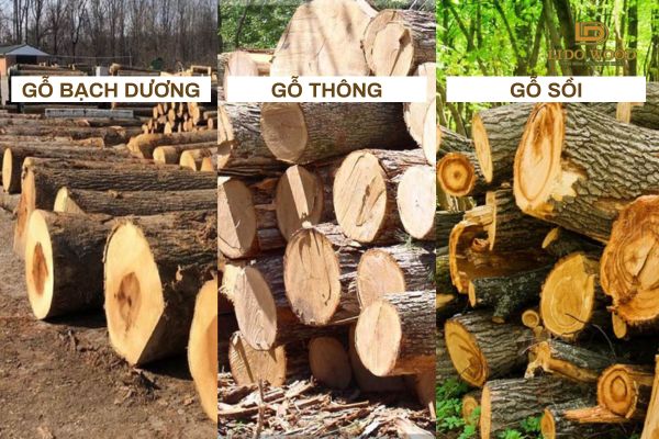 So Sánh Gỗ Bạch Dương Với Các Loại Gỗ Khác