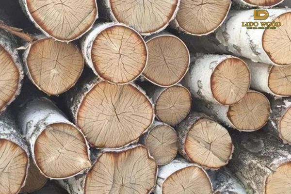 Tại Sao Gỗ Bạch Dương Được Ưa Chuộng?