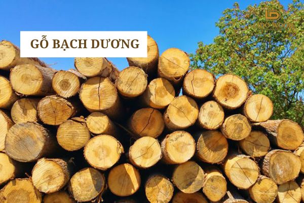 Gỗ bạch dương