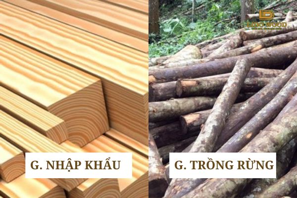 Gỗ nhập khẩu khác gì với gỗ rừng trồng Việt Nam