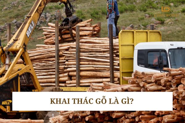Khai thác gỗ là gì?