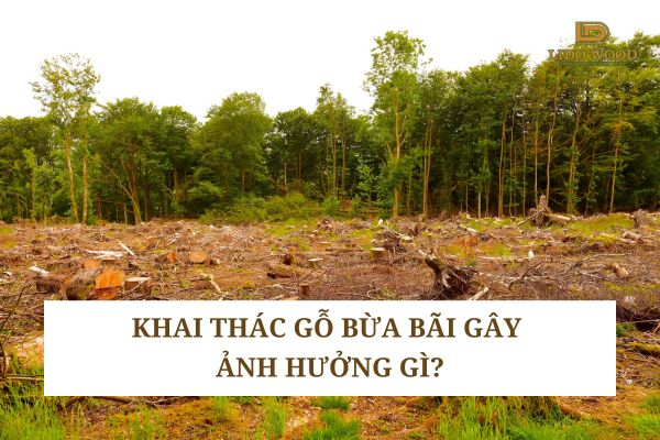 Khai thác gỗ bừa bãi gây ảnh hưởng gì?