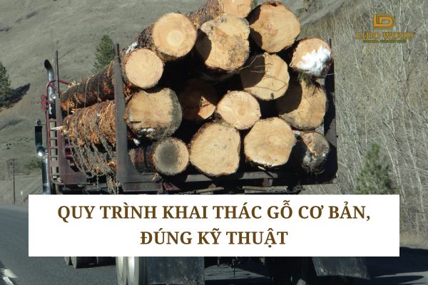 Quy trình khai thác gỗ cơ bản, đúng kỹ thuật
