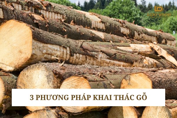 3 Phương pháp khai thác gỗ phổ biến