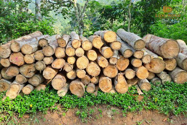 Thực hiện các biện pháp tái trồng rừng