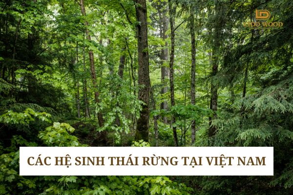 Các hệ sinh thái rừng tại Việt Nam