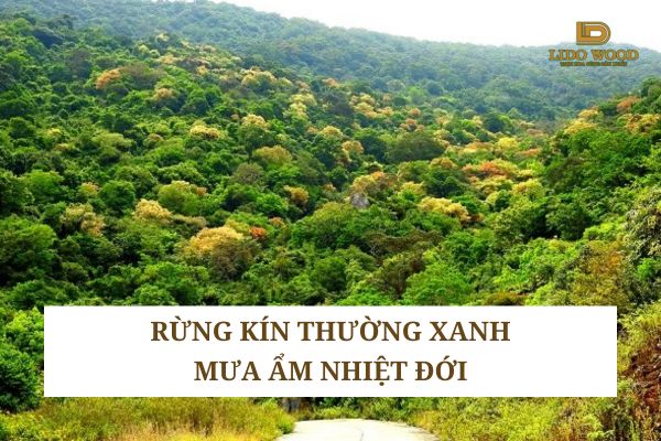 Rừng kín thường xanh mưa ẩm nhiệt đới