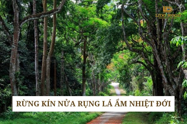 Rừng kín nửa rụng lá ẩm nhiệt đới