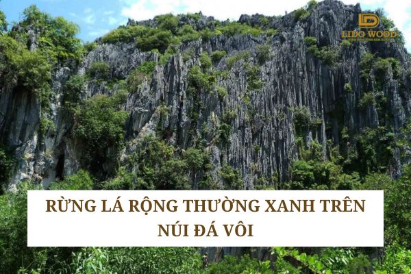 Rừng lá rộng thường xanh trên núi đá vôi