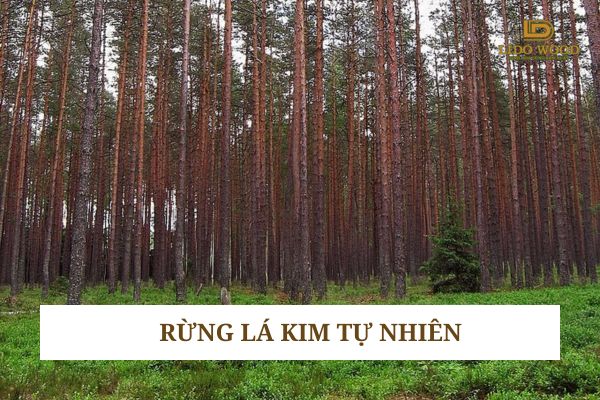 Rừng lá kim tự nhiên