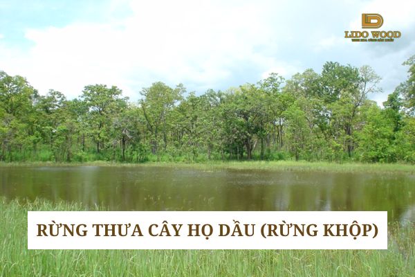 Rừng thưa cây họ dầu (rừng khộp)