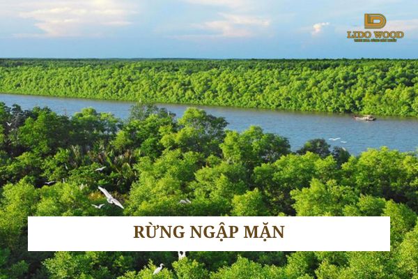 Rừng ngập mặn