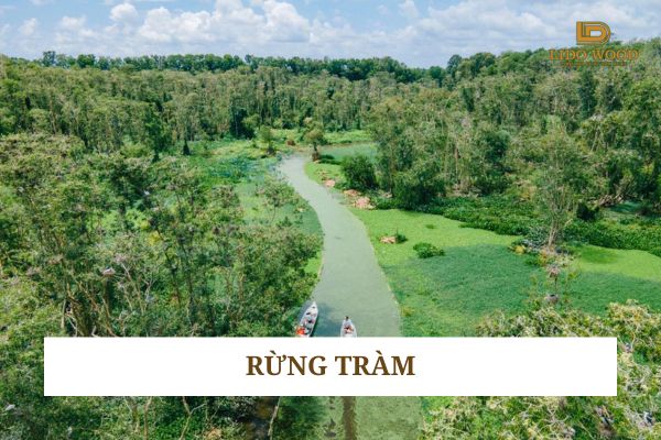 Rừng tràm