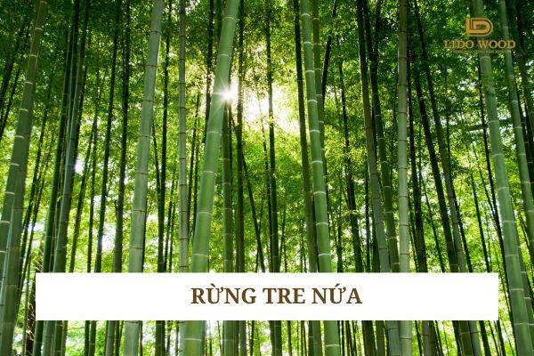 Rừng tre nứa