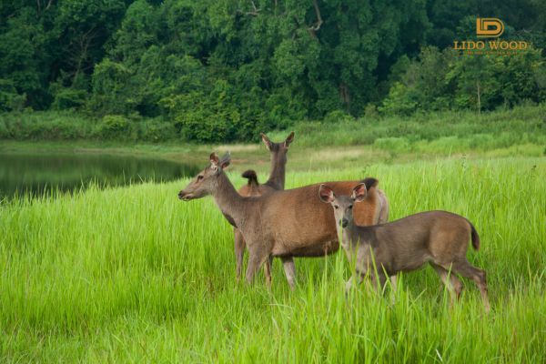 Môi trường trong hệ sinh thái