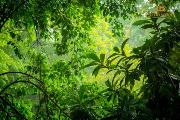 Vai trò hệ sinh thái đối với môi trường