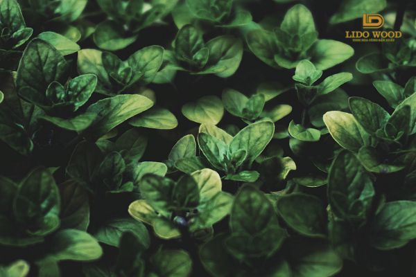 Vai trò hệ sinh thái đối với nền kinh tế