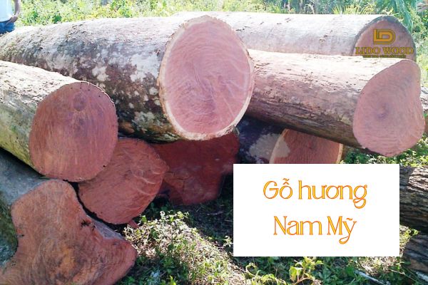 Gỗ hương Nam Mỹ