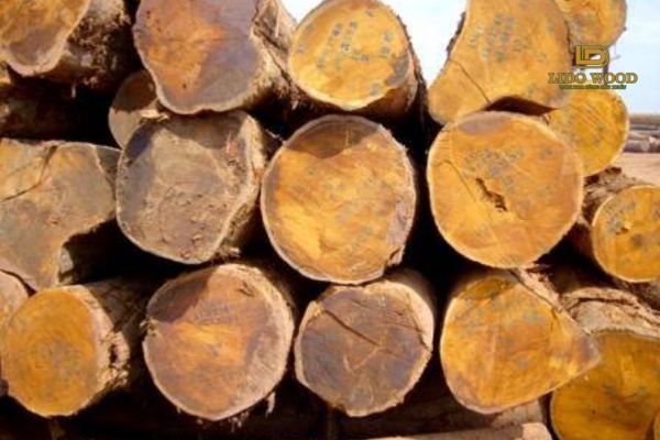 Giới thiệu về gỗ mít nhập khẩu