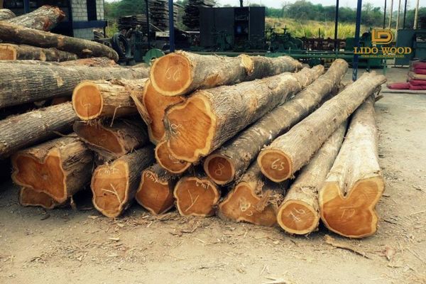 Làm sao để phân biệt gỗ nhập khẩu chất lượng cao và gỗ kém chất lượng