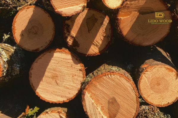 Thông tin tổng quát về cửa gỗ sồi Nga
