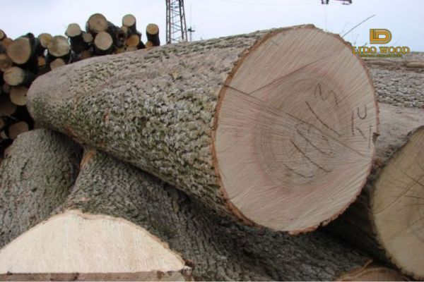 Làm thế nào để chọn mua gỗ tần bì phù hợp