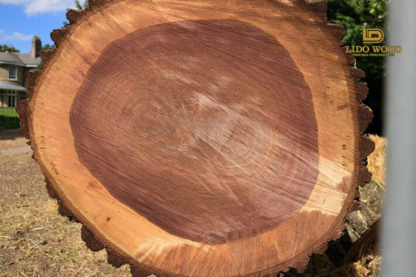 Gỗ óc chó nhập khẩu là gì?