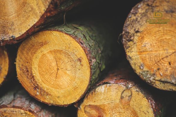 Ưu điểm của gỗ sồi