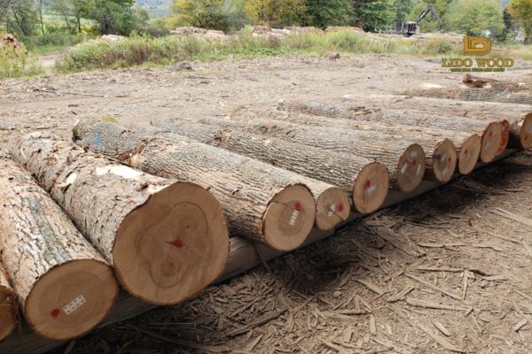 Khái quát về gỗ tần bì nhập khẩu