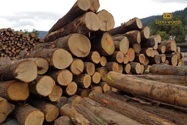 Khái quát về gỗ thông nhập khẩu?