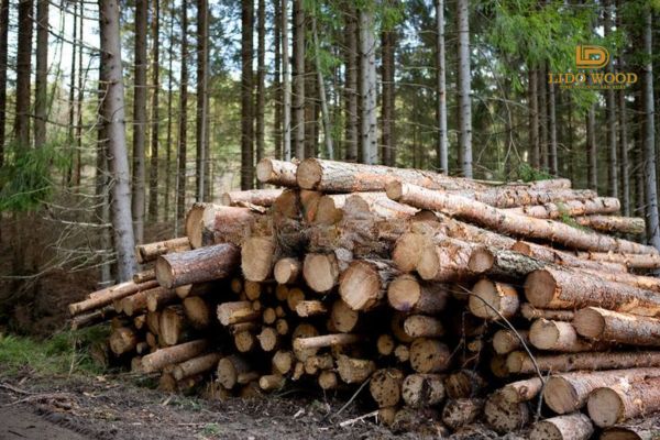 Giới thiệu chung về gỗ nhập khẩu