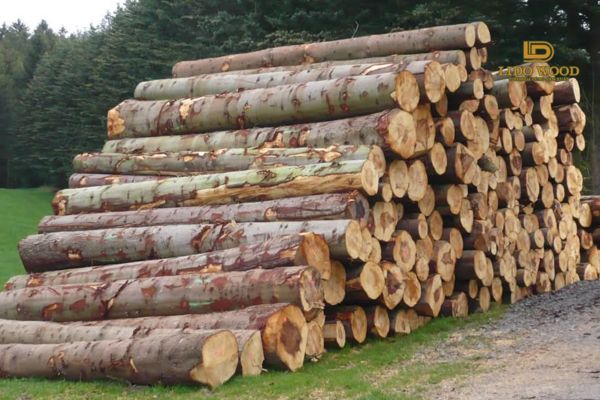Bảng giá gỗ nhập khẩu tham khảo mới nhất 2025
