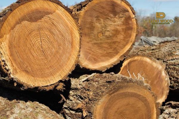 Giá gỗ óc chó nhập khẩu theo cây (gỗ tròn nguyên cây)