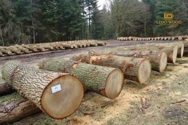 Làm sao để chọn đúng loại gỗ sồi phù hợp với ngân sách