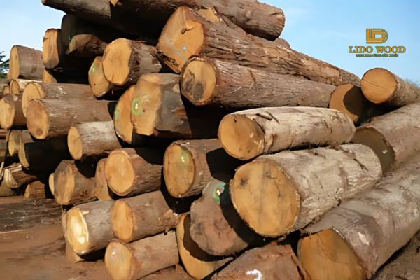 Cách bảo quản gỗ sồi Mexico