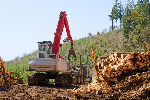 Việt Nam nhập khẩu gỗ từ nước nào?