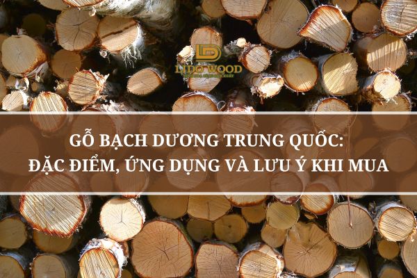 Gỗ Bạch Dương Trung Quốc: Đặc Điểm, Ứng Dụng Và Lưu Ý Khi Mua