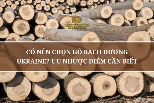 Có Nên Chọn Gỗ Bạch Dương Ukraine? Ưu Nhược Điểm Cần Biết