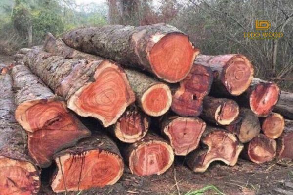 Nhược điểm của gỗ Nam Mỹ gõ đỏ