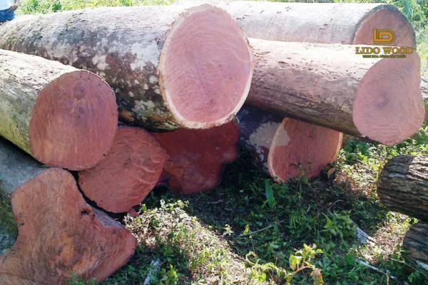Gỗ hương Nam Mỹ là gì?