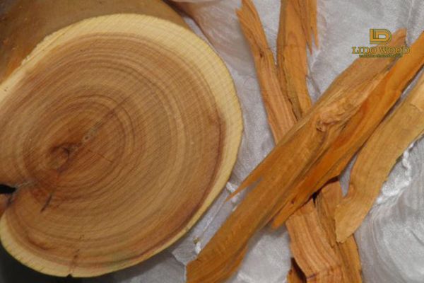 Gỗ hương Úc là gì?