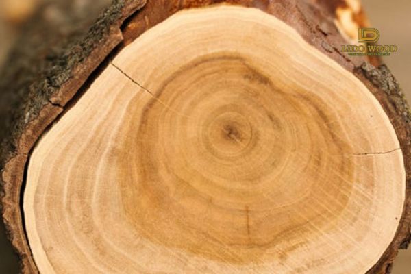 Ứng dụng thực tế của loại gỗ này