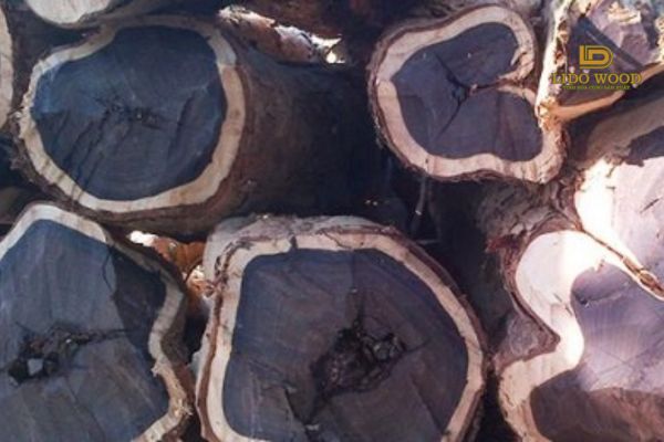 Đặc điểm nổi bật