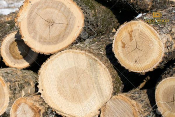 Gỗ Tần Bì tròn (hay Ash log) là gì?
