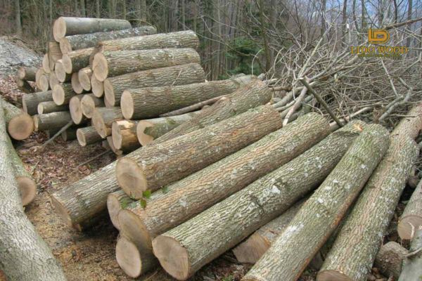 Quy trình xử lý và chế biến gỗ